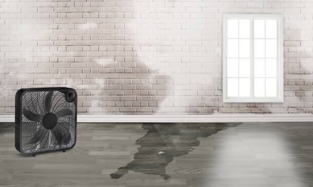 Best Ceiling water damage repair  in West Newton, PA